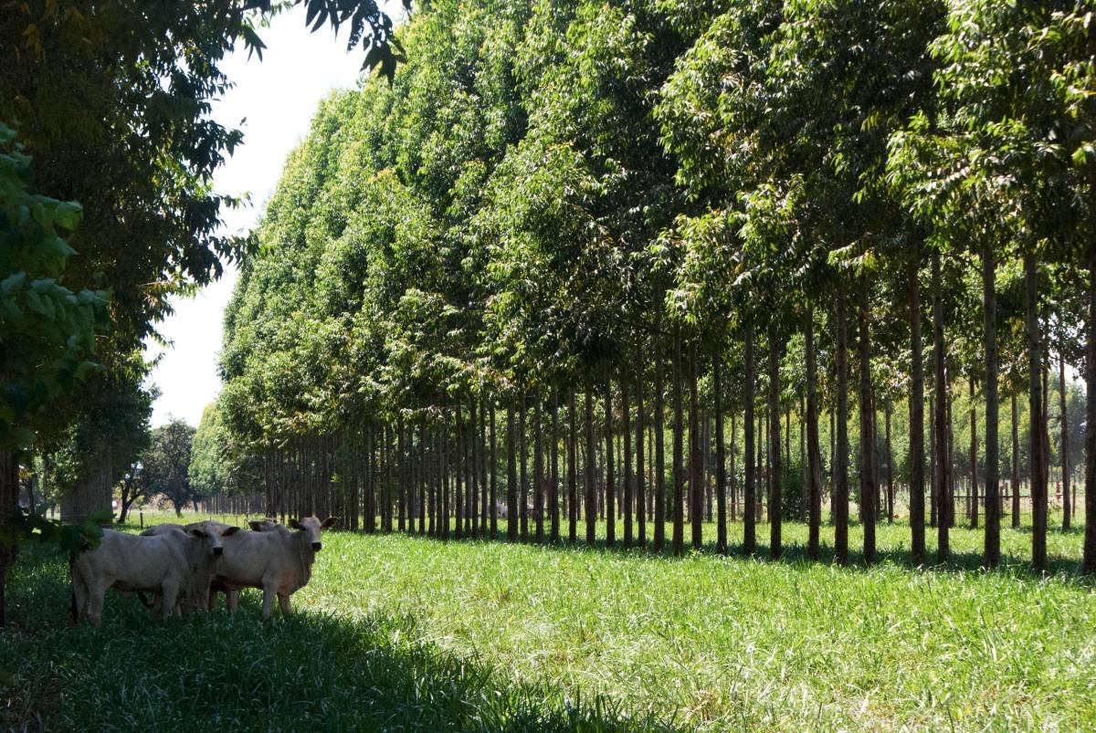 Integração lavoura, pecuária e floresta é destaque na Revista Globo Rural  de maio - Revista Globo Rural