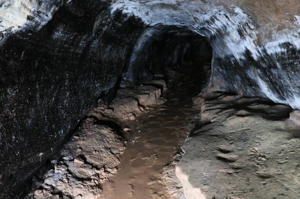 paleotoca-miolo-2