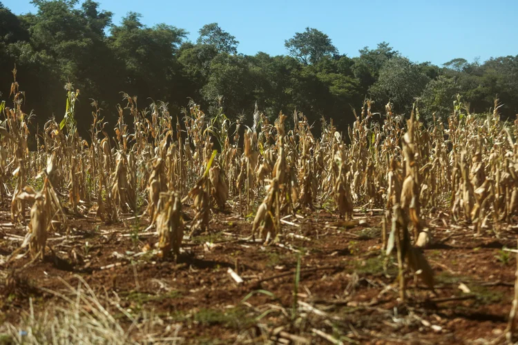 Quebra na safra de soja 2021/2022 no Rio Grande do Sul devido à estiagem (Gustavo Mansur / Governo do RS) (Gustavo Mansur / Governo do Rio Grande do Sul/Divulgação)