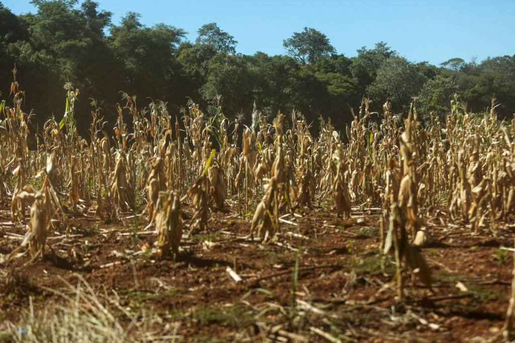 Plantio de soja que sofreu com quebra de safra no Paraná. (Gustavo Mansur / Governo do Rio Grande do Sul/Divulgação)