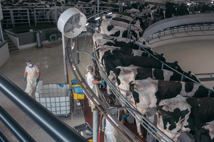 Frigorifico em San Juan de los Lagos, México: com mais de 1,4 bilhão de vacas no mundo, a pecuária é responsável por quase 10% de todos os gases de efeito estufa gerados pela atividade humana (Jeoffrey Guillemard/Getty Images)