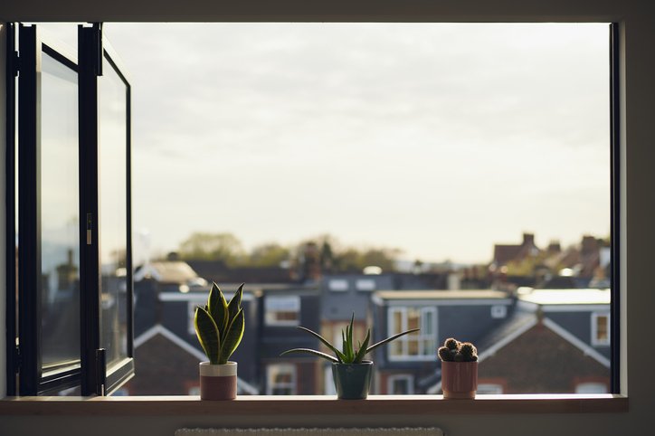 Three plants sit on window frame of open bi-fold window of high building in sunlight looking down onto other houses (BARTON/Getty Images)