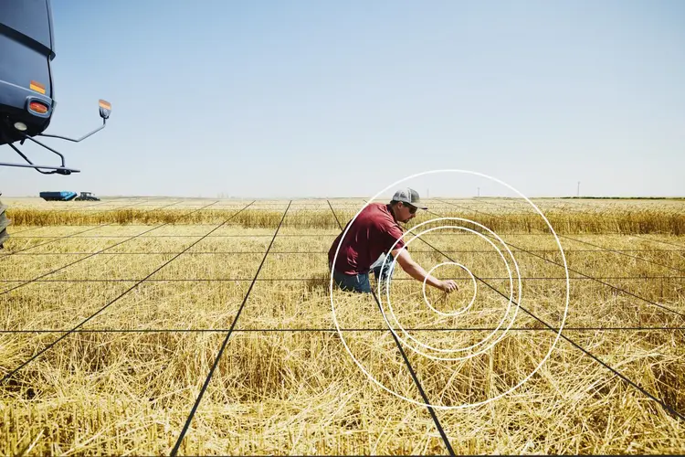 Wide shot of farmer kneeling in wheat field inspecting results of cut during harvest with grid illustration overlay (Getty Images/Getty Images)