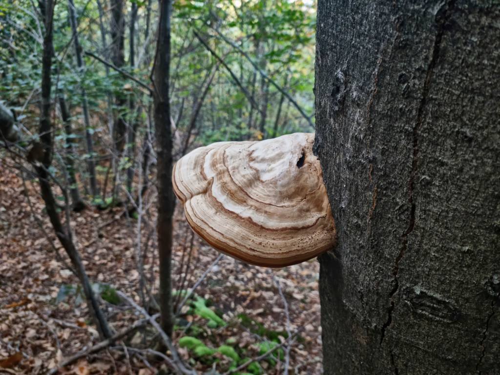 Tinder Fungus  or Hoof Fungus (Fomes fomentarius) on a dead tree trunk in Cannobina Valley, Province of Verbano Cusio Ossola, Piedmont Region in the Lepontine  Alps of Northern Italy. (Federica Grassi/Getty Images)