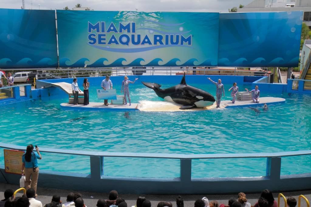 Orca Lolita: no ano passado, o Miami Seaquarium anunciou que não faria mais shows com ela (Jeff Greenberg/Universal Images Group/Getty Images)