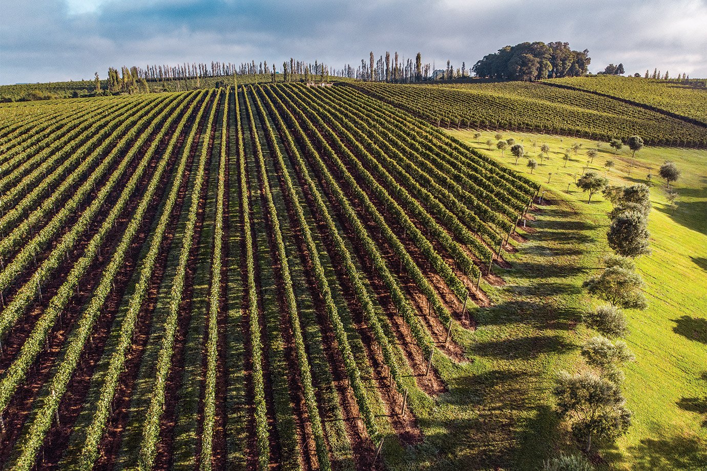 VINHOS-3