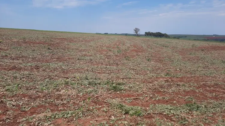 Quebra de safra no Tocantins: falta de chuvas chegou a prejudicar 95% da área plantada no município de Talismã (Departamento de Comunicação do Sistema FAEP/SENAR-PR/Divulgação)