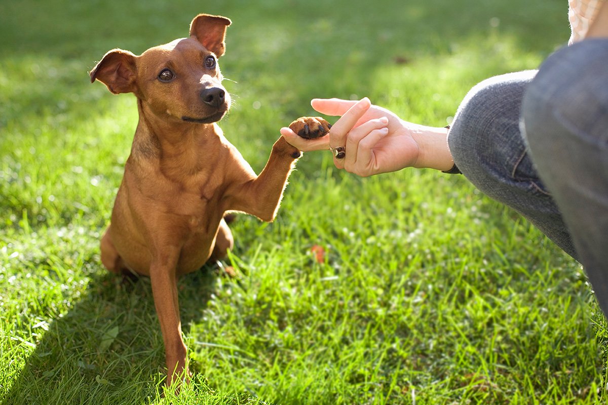 Saúde e bem-estar animal: conheça a empresa líder do setor