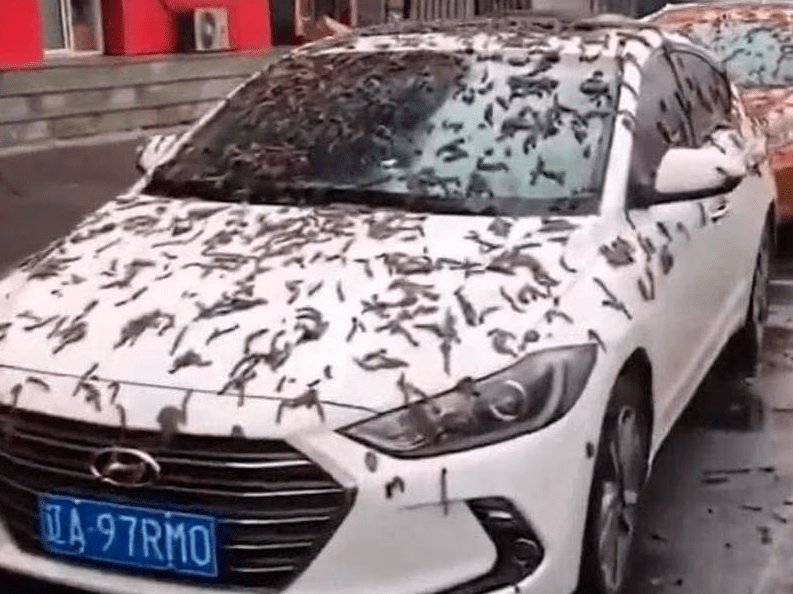 "Chuva de vermes" na China: o que explica o fenômeno? Veja vídeos