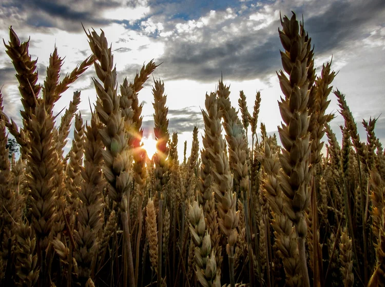 A última década viu a ascensão da agricultura digital e a consolidação da promessa de aumento de produtividade e redução de custos como fator fundamental de valor para o produtor, escreve Luis Otávio Fonseca, da Deloitte (Pexels/Divulgação)