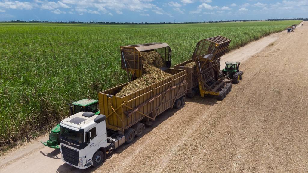 Conab divulga levantamento da safra de cana-de-açúcar 2023/24