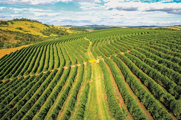 A Rainforest Alliance é um exemplo de certificação para a cultura do café (Cooxupé/Divulgação)