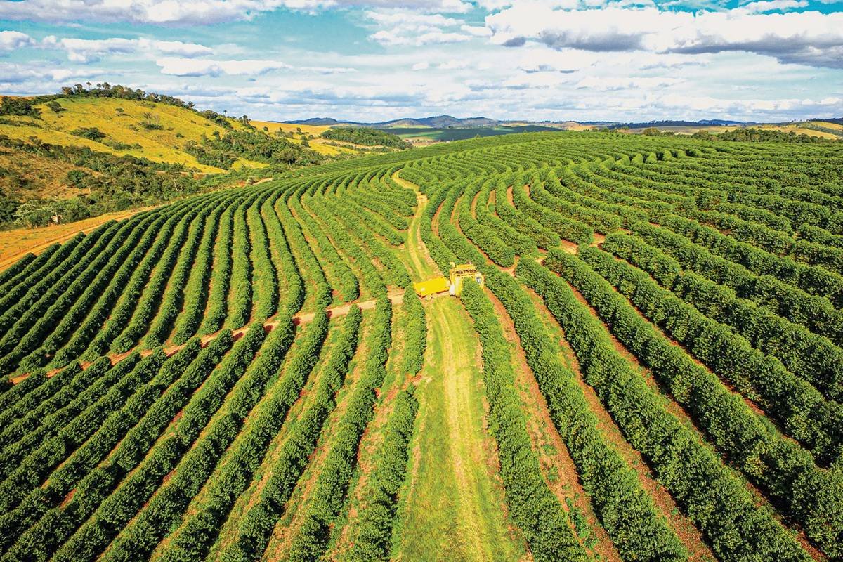 Estados produtores de café conilon já iniciam a colheita do grão