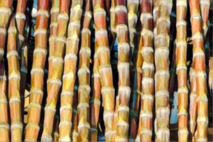 Imagem referente à matéria: Raízen (RAIZ4): Moagem de cana diminui, mas venda de açúcar aumenta no 1o tri fiscal