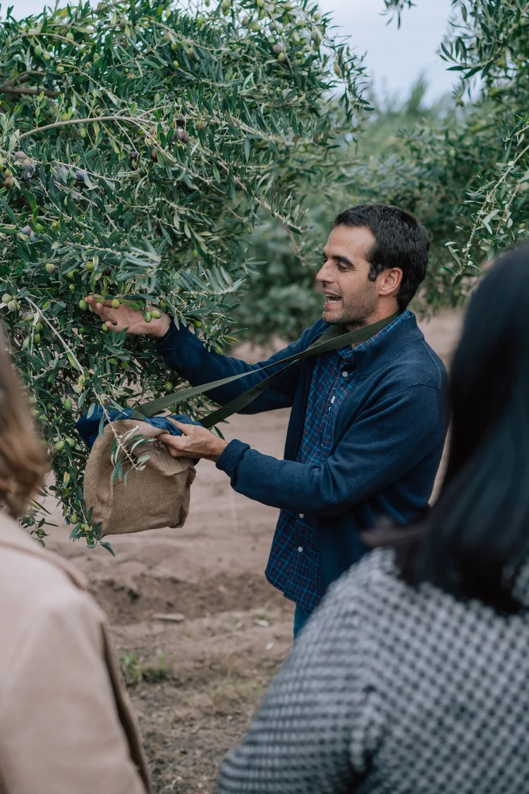 Oliveira no Olival Zuelo, em Mendoza, na Argentina  (Lucas Attori/Grupo Zuccardi/Reprodução)