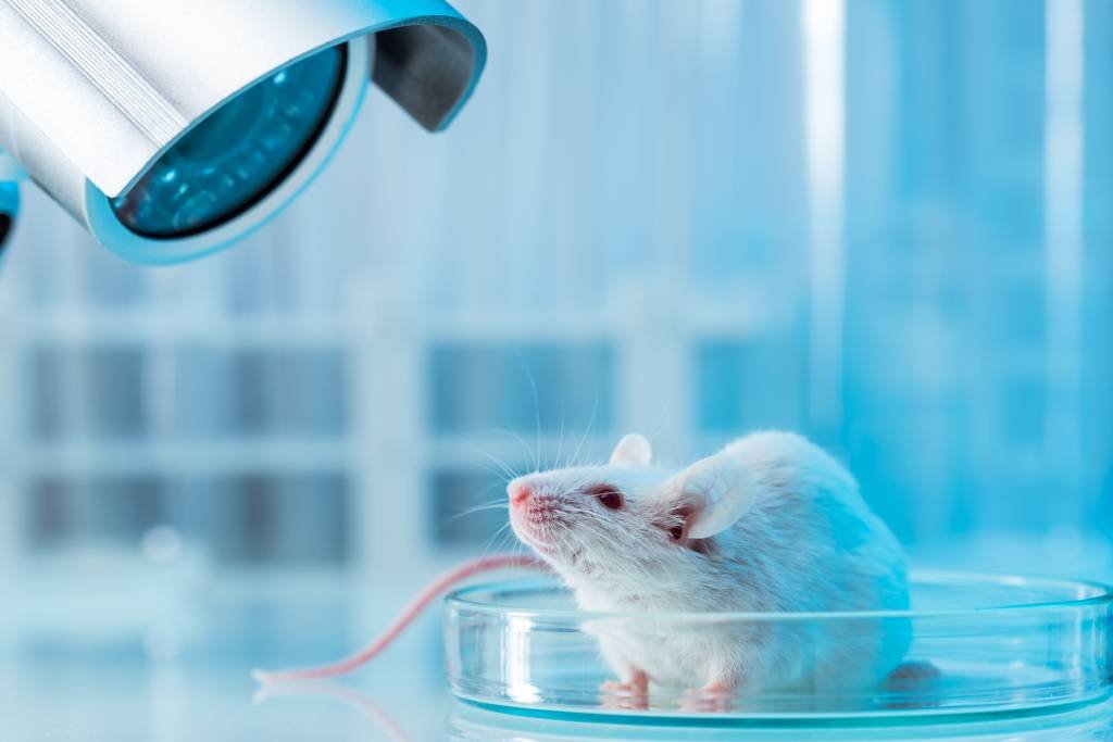 Governo proíbe uso de animais em testes de cosméticos e produtos de higiene