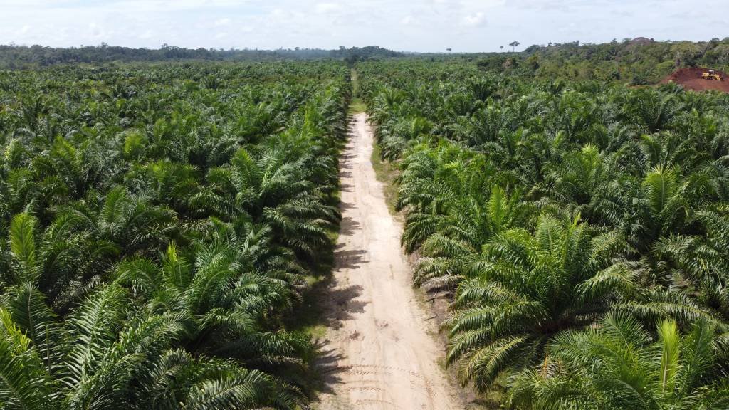 Palma de óleo é produzida apenas em áreas que foram degradadas na Amazônia até dezembro de 2007, segundo a legislação (BBF/Divulgação)