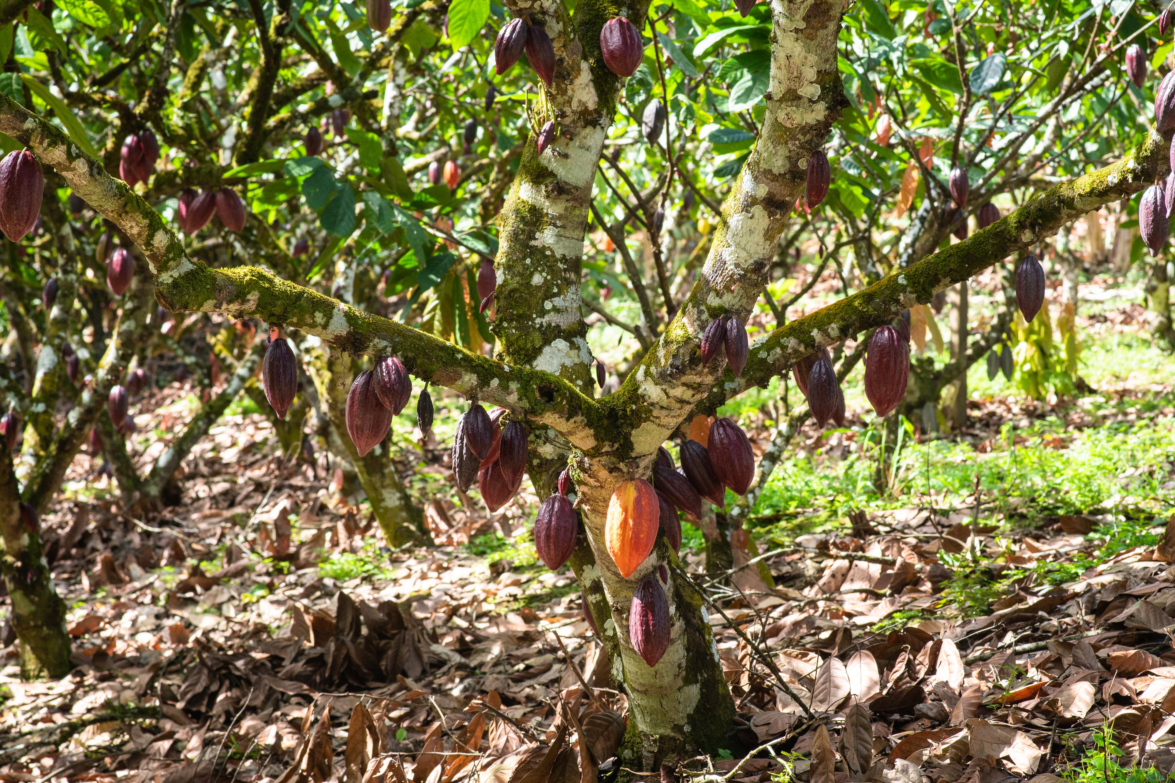 Nestlé vai investir R$ 20 milhões para ajudar produtores a terem cacau sustentável