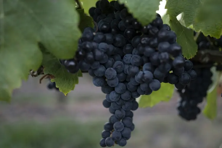 No Uruguai, o vinho Tannat é a bebida perfeita para acompanhar uma bisteca gordurosa, apreciada pelos locais (AFP/AFP)