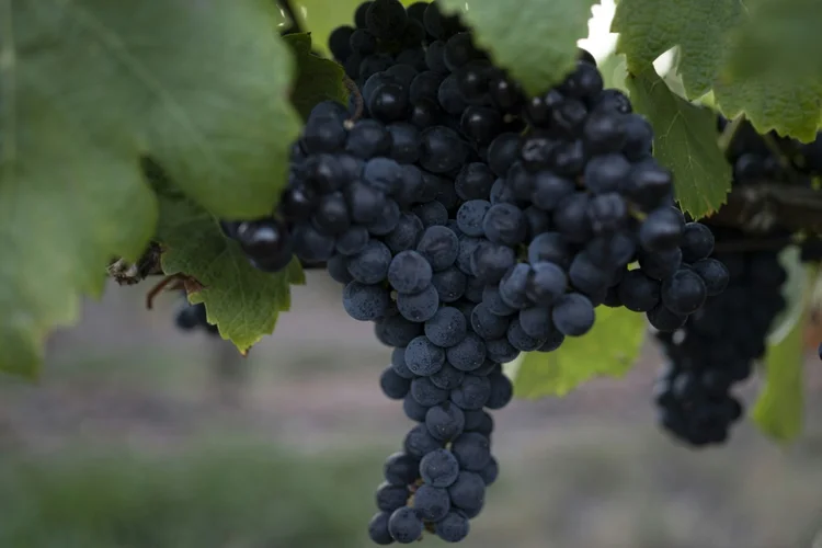 No Uruguai, o vinho Tannat é a bebida perfeita para acompanhar uma bisteca gordurosa, apreciada pelos locais. (AFP/AFP)
