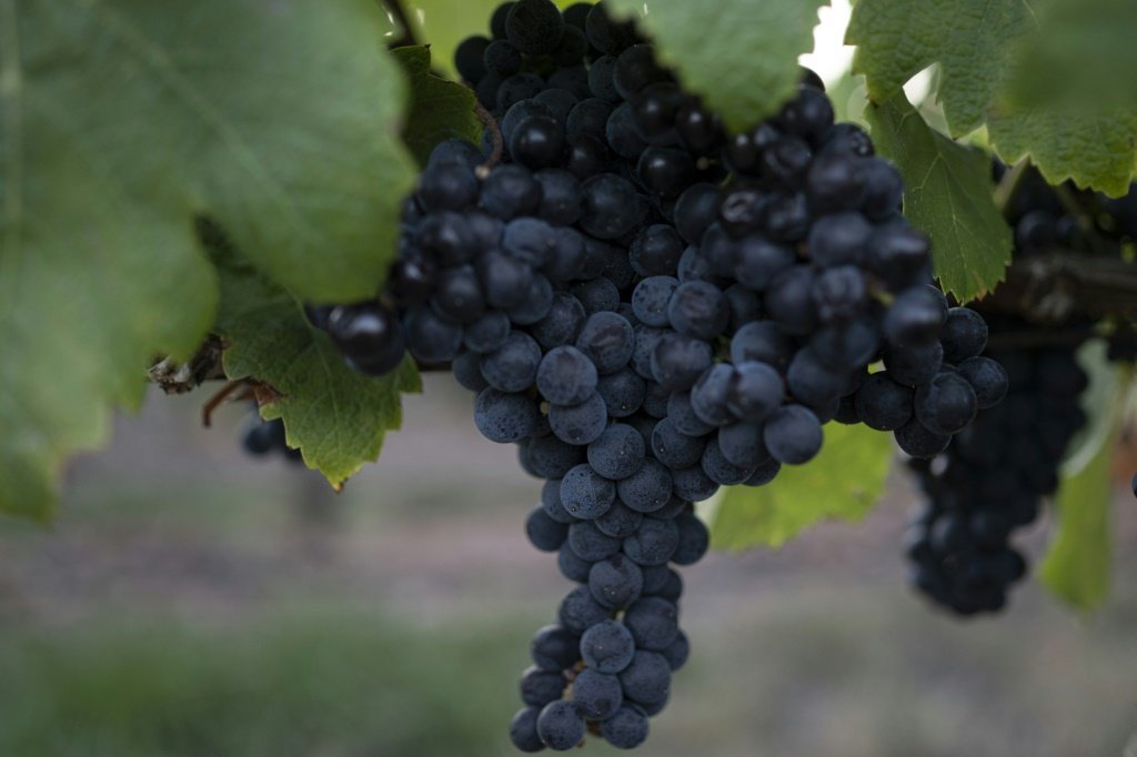 Por que vinhos produzidos com a uva Tannat têm sabores tão intensos?