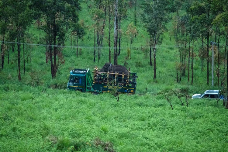 Esta foto tirada em 29 de abril de 2023 mostra funcionários florestais transportando 'Arikomban', o elefante selvagem, no distrito de Idukki, no estado indiano de Kerala (AFP/AFP)
