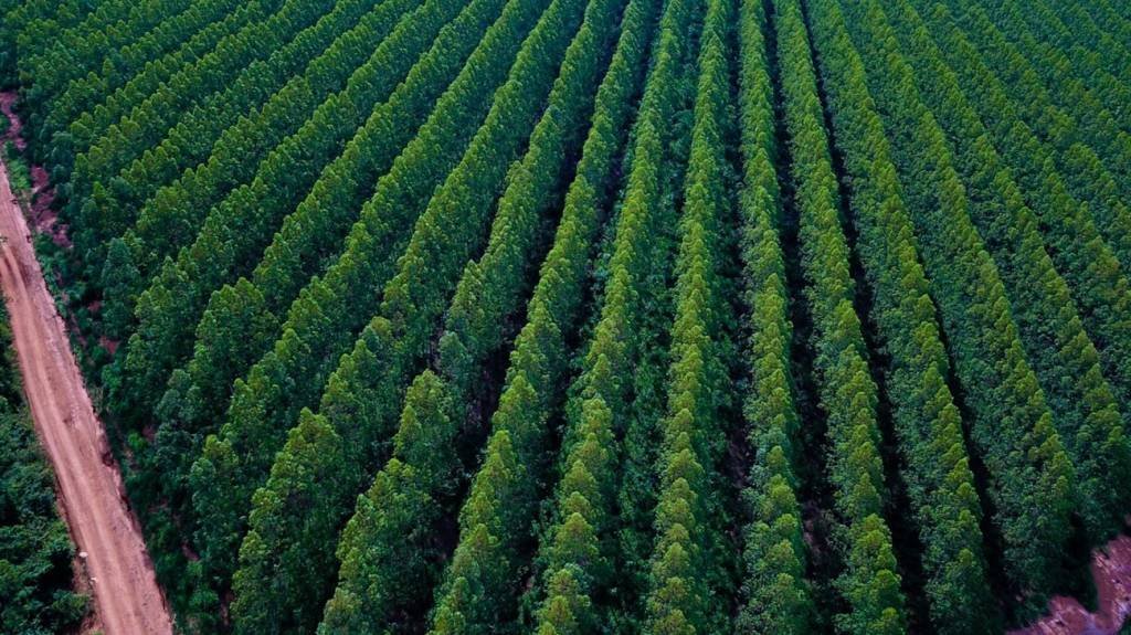 Produção da AVB começa na floresta: de seus 160 mil hectares de terra, 90 mil hectares são utilizados para o plantio de eucalipto, enquanto os 70 mil hectares restantes são de área nativa e áreas preservadas (APPs) (AVB/Divulgação)