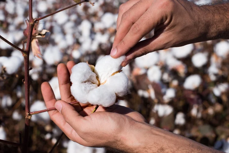 A partir dos anos 2000, os agricultores do Centro-Oeste começaram a plantar algodão como segunda safra, em rotação com o milho (Lucas Ninno/Getty Images)