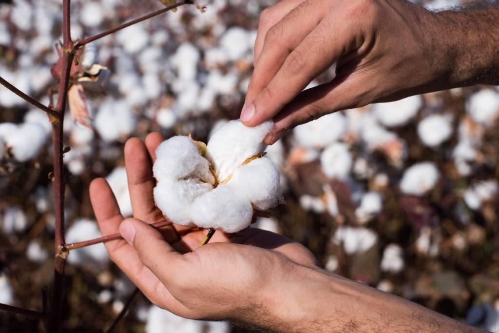 Brasil pode se tornar um dos maiores exportadores de algodão, após vencer a praga