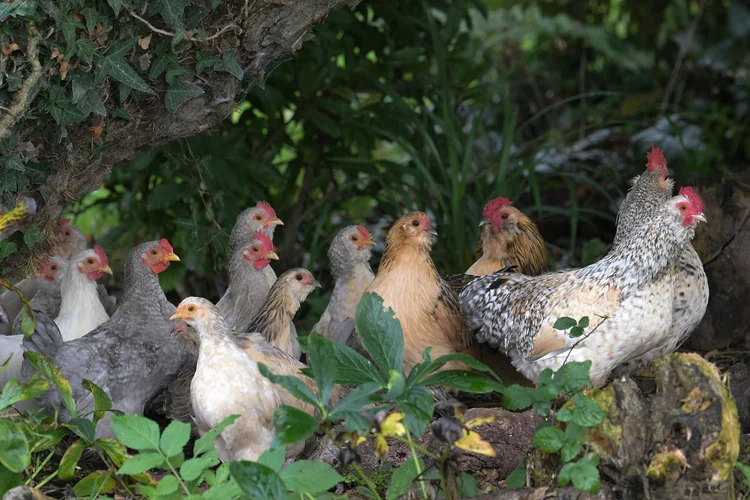 These healthy chickens are at risk of Avian Influenza.   There have been 80 confirmed cases of highly pathogenic avian influenza ( HPAI ) H5N1 in England in the month of October  2022. It is a notifiable animal disease.The  annual migration of wild birds increases the risk of the disease spreading to the domestic and commercial flocks. (Paul Grace Photography Somersham/Getty Images)