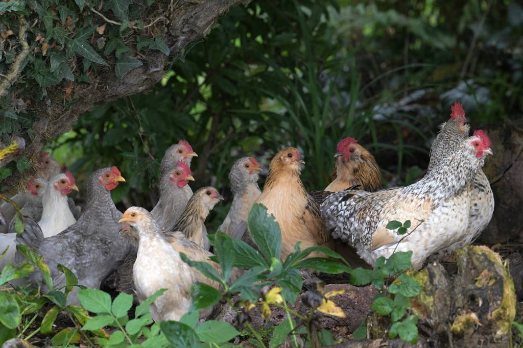 Influenza aviária: caso suspeito em humano em Vitória está em análise, diz Ministério da Saúde