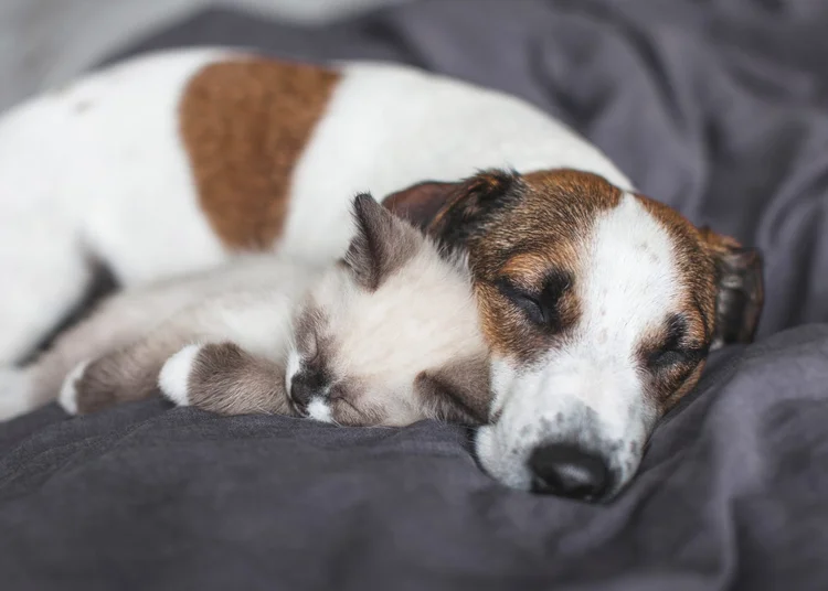 Animais dormindo: veja o horário ideal para ter uma boa noite de sono (TatyanaGl/Getty Images)