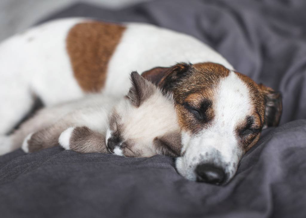Quanto custa ter um animal de estimação?
