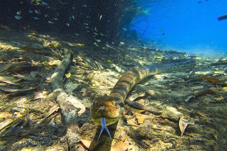 Sucuri em rio de Jardim, próx. a Bonito em Mato Grosso do Sul (Daniel De Granville/Divulgação)