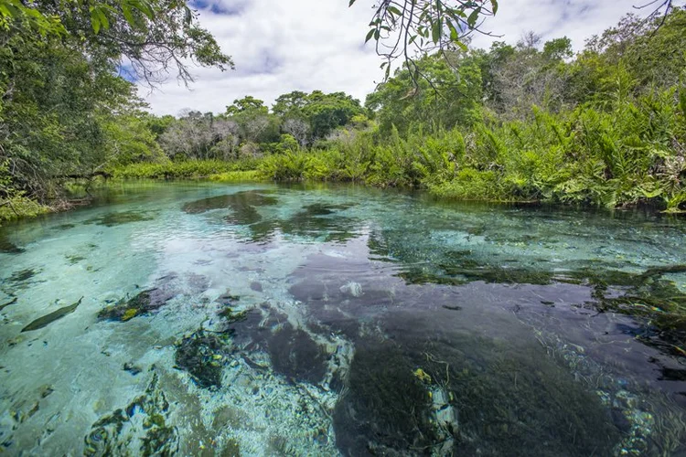 Rio Sucuri, em Bonito (MS) (Hudson Garcia/Divulgação)