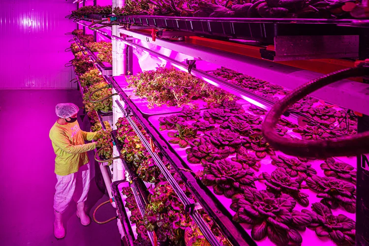 Unidade da Pink Farms em São Paulo: a agtech captou 15 milhões de reais da SLC Ventures para investir na agricultura urbana vertical (Leandro Fonseca/Exame)