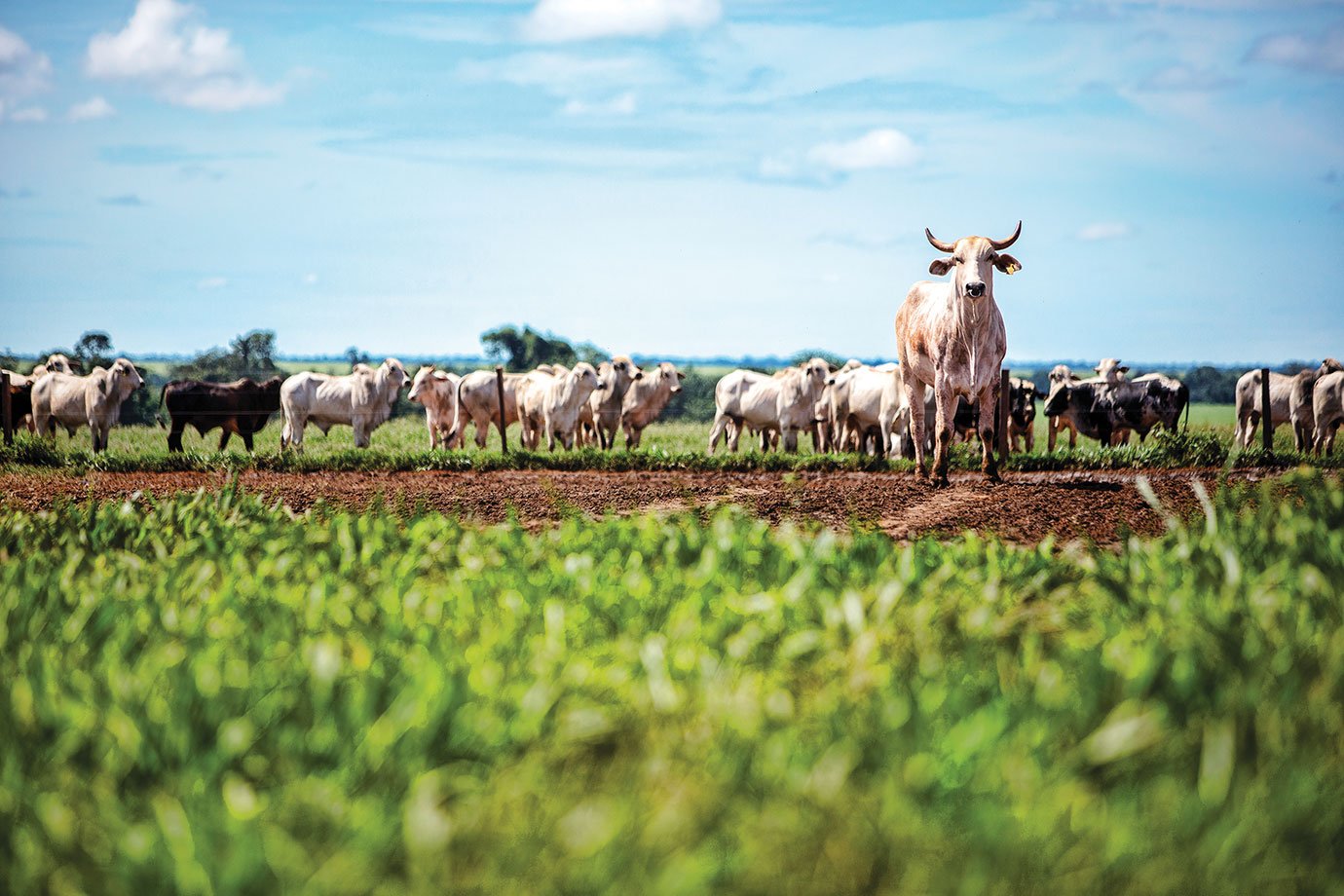 Entre gigantes: SLC Agrícola anuncia venda de 5% do capital para família Scheffer