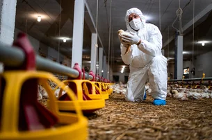 Após caso de gripe aviária, México, Chile e Uruguai suspendem compra de frango do Brasil