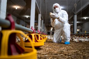Imagem referente à matéria: Após caso de gripe aviária, Uruguai e Chile suspendem importação de frango do Brasil