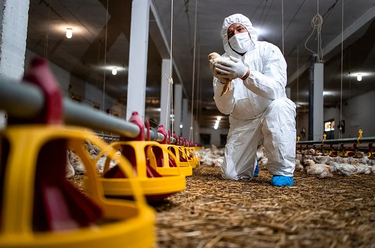 Profissional da vigilância sanitária em inspeção a aviário (Senado/Reprodução)