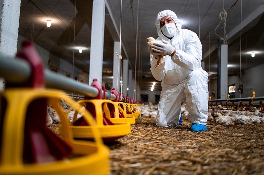 Ministério da Agricultura instala centro de operações de emergência para gripe aviária