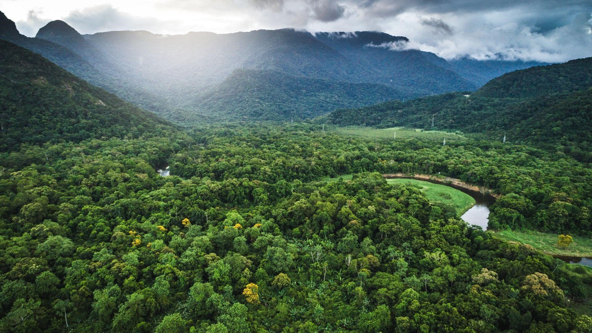 Microsoft amplia acordo com a brasileira Re.green e compra 3,5 milhões de créditos de carbono