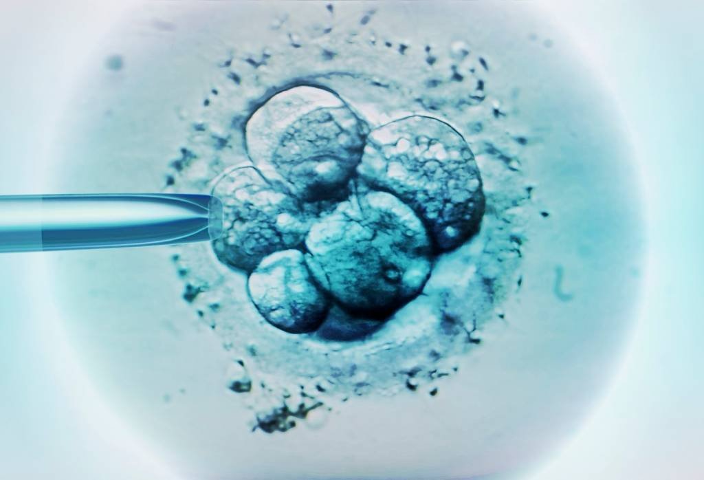 Não há perspectiva a curto ou médio prazo de que embriões sintéticos possam ser usados clinicamente (Getty/Getty Images)