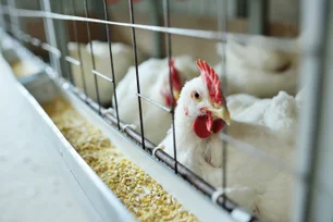 Imagem referente à matéria: Exportação em abril de frango cresce 10% em volume, aponta ABPA