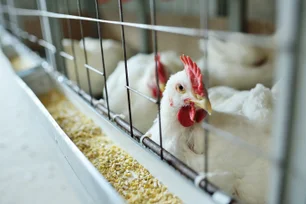 Imagem referente à matéria: China suspende importação de carne de frango do Brasil após caso de gripe aviária