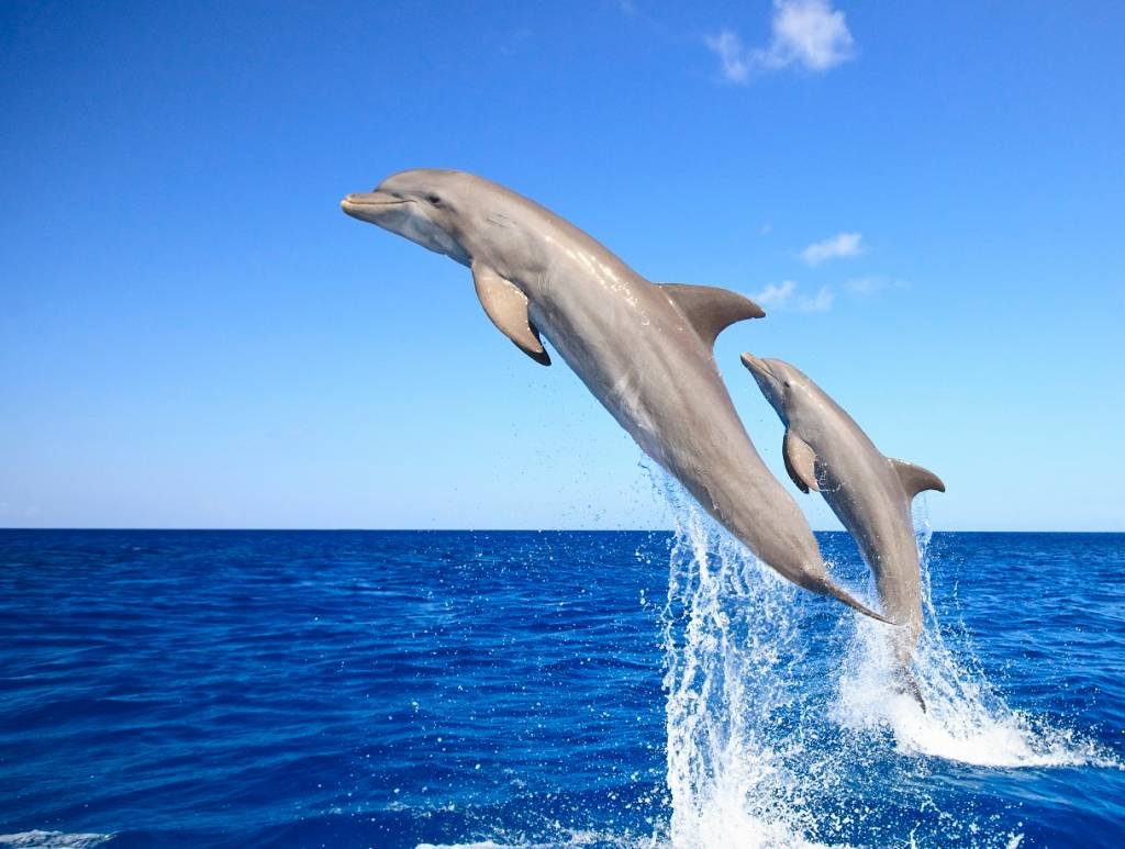 Guerra na Ucrânia: Rússia é acusada pelo Reino Unido de treinar golfinhos de combate na Crimeia