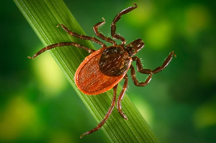 A febre maculosa é uma doença causada por uma bactéria presente em alguns tipos de carrapatos (Smith Collection/Gado/Getty Images)