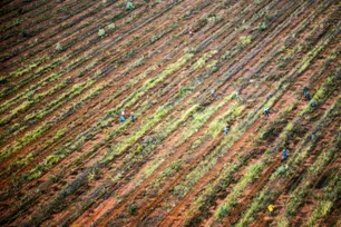 Imagem referente à matéria: Clima adverso afeta plantações de café e preço dobra desde 2020, chegando a R$ 50 por quilo