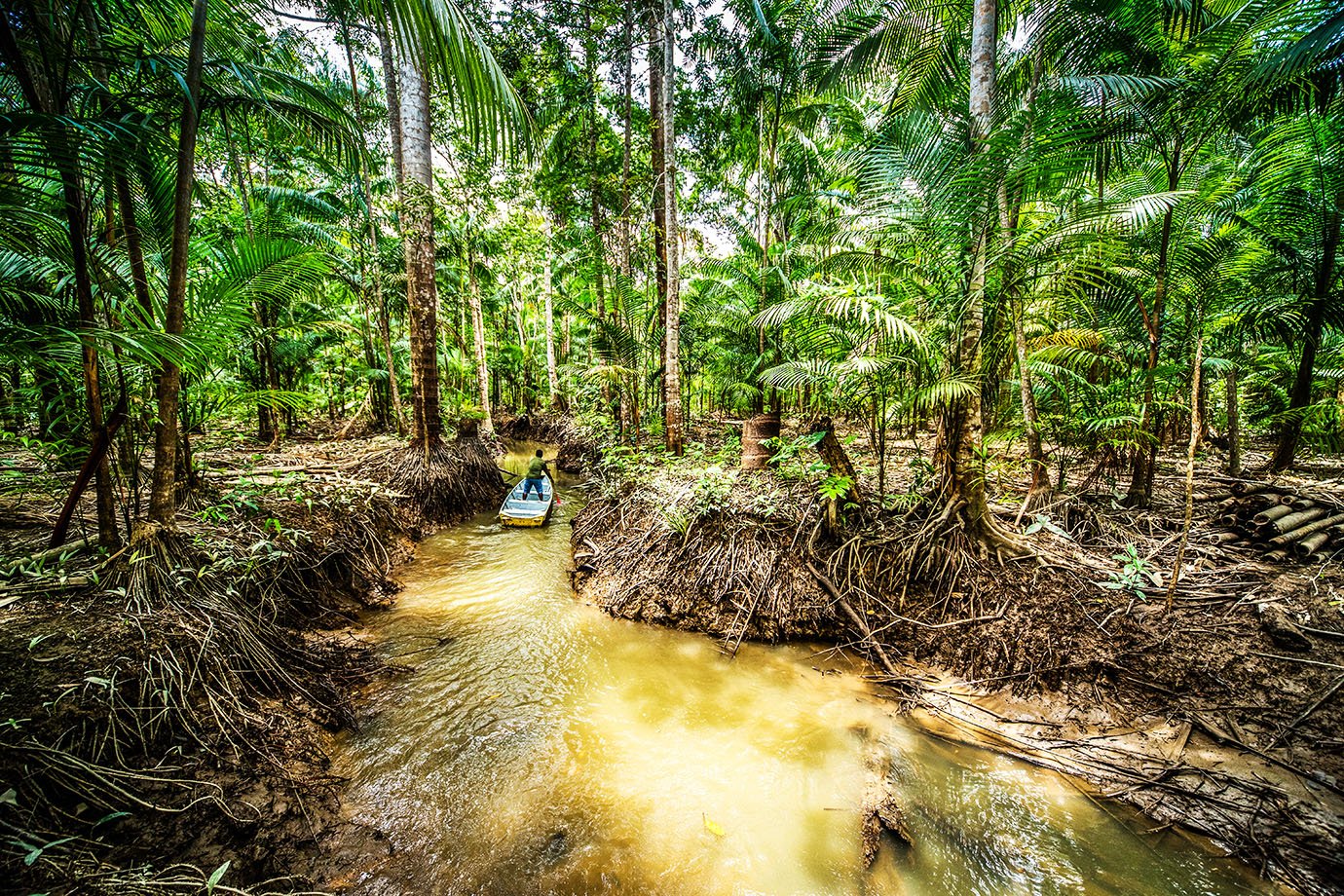 Fomento da floresta em pé é essencial para os negócios da Natura &Co