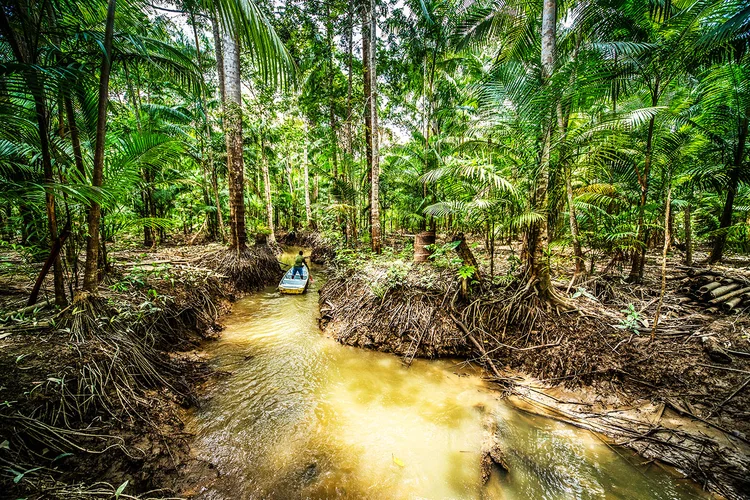A sociobiodiversidade engloba a união dos saberes tradicionais com a diversidade de espécies e ecossistemas, visando práticas econômicas mais sustentáveis (Leandro Fonseca/Exame)